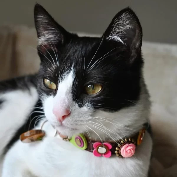 Cat Dinah is showing our vintage style cat collar pink rose with flowers and stones, highlighting the unique 3D pink rose.