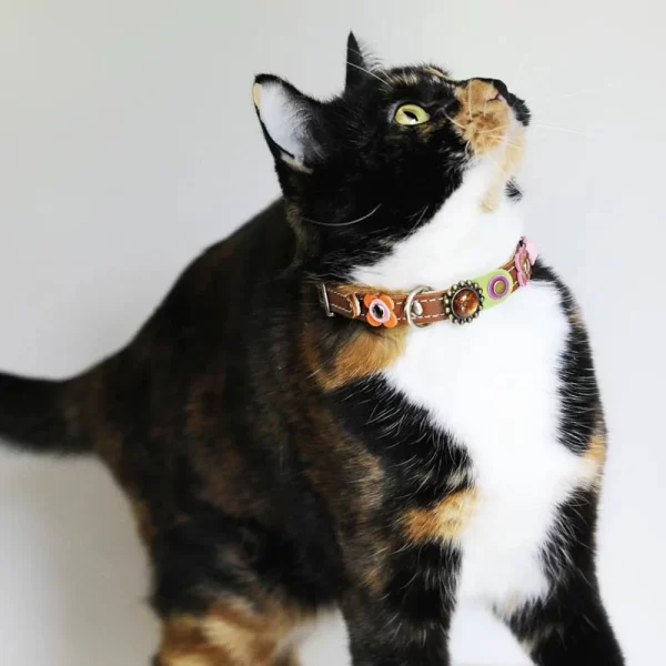 Cat Sunny is showing our vintage style leather cat collar with pink rose, flowers and stones.