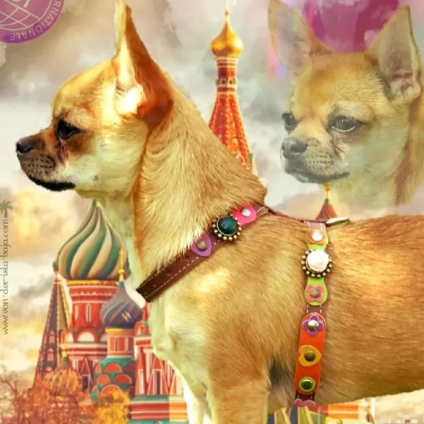 Chihuahua Pauline montre le côté d’un harnais pour chien en cuir de style vintage coloré avec des roses, des fleurs et des pierres.