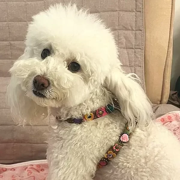 La belle chienne Olivia montre son harnais en cuir coloré de style vintage avec des roses, des fleurs et des pierres roses.