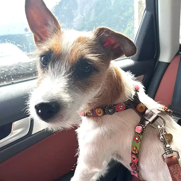 La jolie chienne Zelda montre son harnais en cuir coloré de style vintage avec des roses, des fleurs et des pierres roses, relié avec une laisse pour chien assortie.