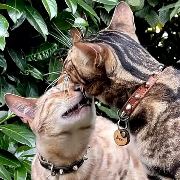 Two cat models showing punk spiked cat collar in black and brown leather.