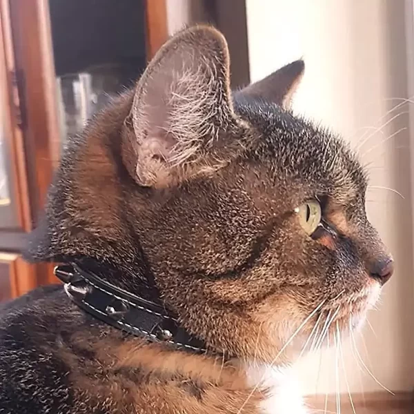 The cat of Andreas shows punk spiked cat collar in black leather.