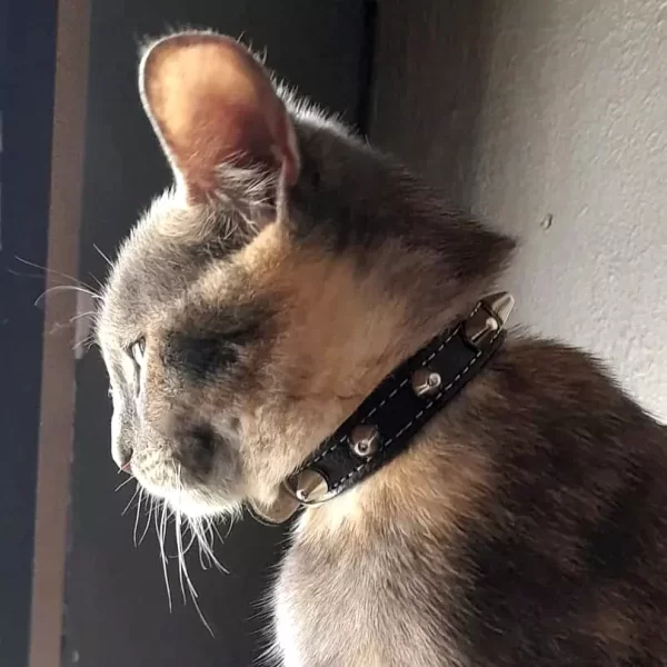 This is cat model Lilith showing her punk spiked cat collar in black leather.