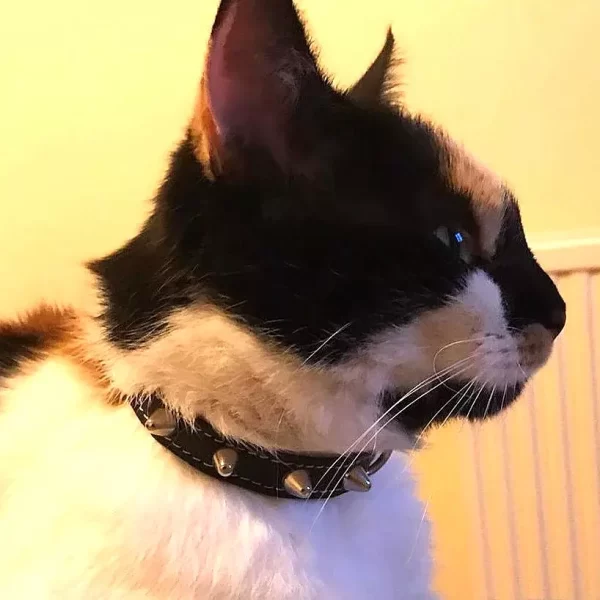 Tortie cat model showing his punk spiked cat collar in black leather.