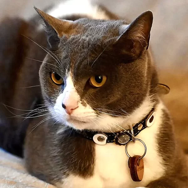 Luxury leather cat collar, design moonlight, with matching cat tag, shown by model cat Nielsen from left side.
