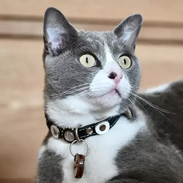 Luxury leather cat collar, design moonlight, with matching cat tag, shown by model cat Nielsen from right side.