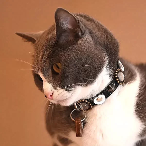 Luxury leather cat collar, design moonlight, with matching cat tag. Cat model Nielsen is showing the moon, stars and stones of the design.