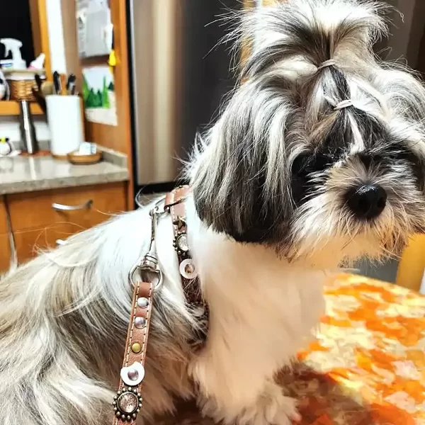 Side of luxury brown leather dog harness moon and stars with matching dog lead, design Moonlight, shown by dog model Oslo.