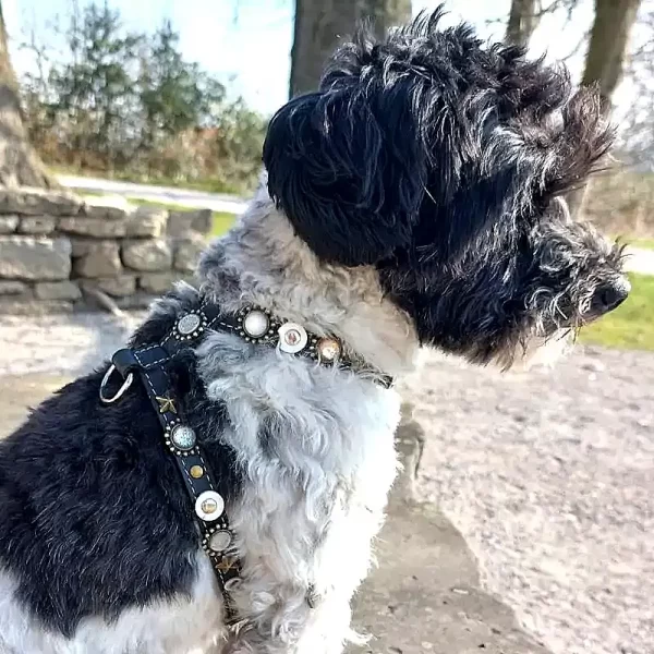 Luxury black leather dog harness moon and stars, design Moonlight, shown by dog model Holly.