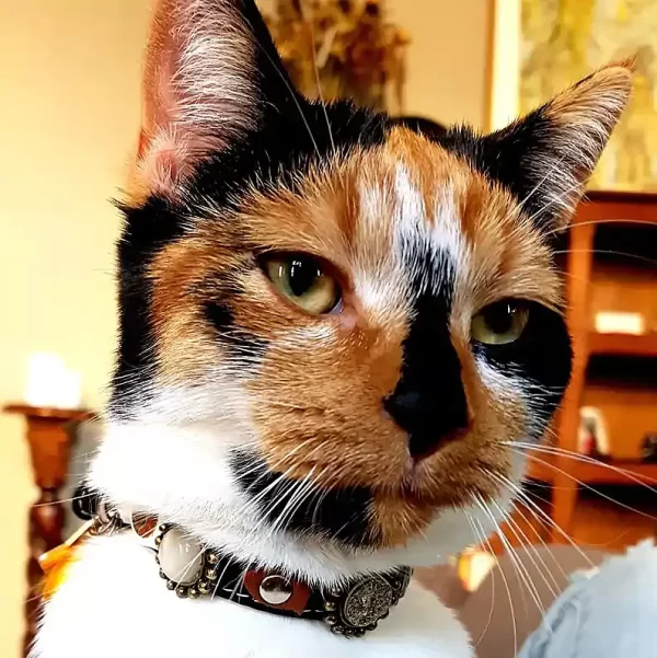 Cat model Coco shows frontside of its Superpipapo Autumn design luxury leather cat collar in stylish natural colours with elastic safety buckle.