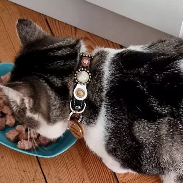Cat model Findus shows D-ring and matching cat tag of its Superpipapo Autumn design luxury leather cat collar in stylish natural colours.
