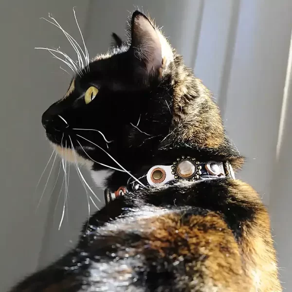 Cat model Sunny shows side of Superpipapo´s Autumn designer luxury cat collar in stylish natural colours. The leather cat collar has an elastic safety buckle.