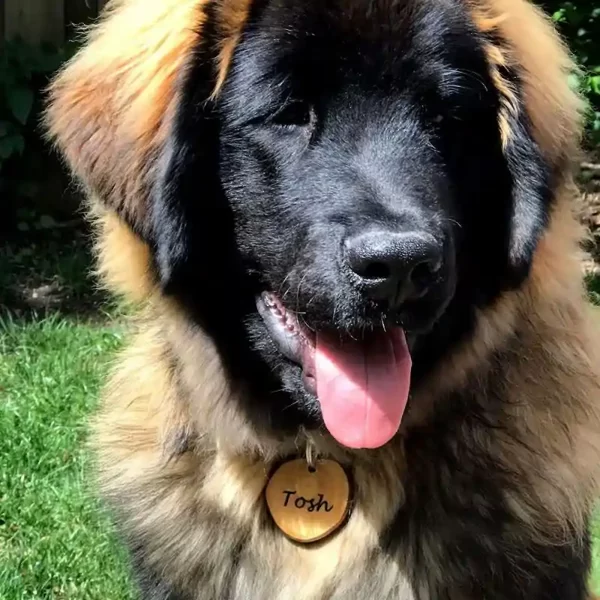 XL Placa para Perro Extra Grande para Perros Grandes Hecha a Mano de Madera de Olivo, Mostrada por Tosh.